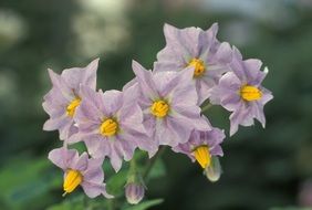 nice potato flowers