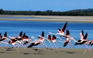 flamingos fly away from the coast