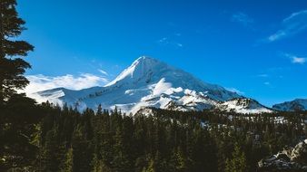 Forest near the snowy mountains