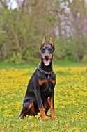 Doberman is sitting on the grass