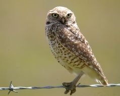 little owl perched wire portrait