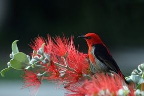 scarlet honeyeater red bird macro photo