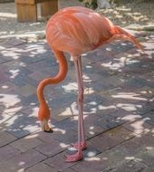 pink flamingo in a zoo