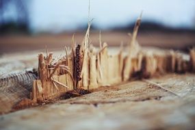 closeup of a tree cut