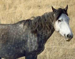 feral horse on pasture