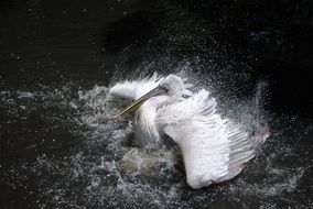 white Pelican in water drops