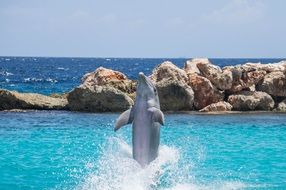 dolphin in a natural aquarium on the coast