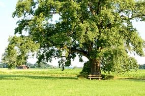 wooden bench on meadow beneath wide tree, germany, chiemgau