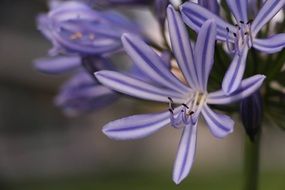 nice agapanthus flowers