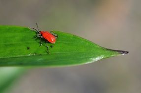 red beetle sits on a green leaf
