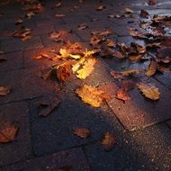 autumn leaves lie on the ground