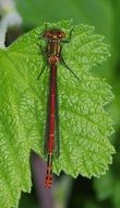 large red dragonfly