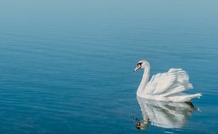 Beautiful white swan swimming on the water