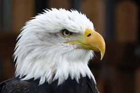eagle head