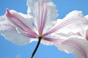 purple flower on a background of blue sky