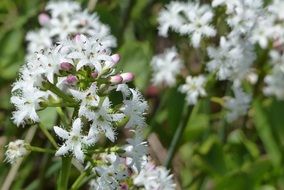nice clover flowers