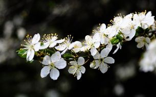 nice white blossom