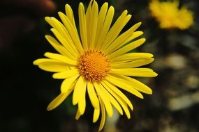Yellow bloom macro recording