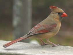 nice northern cardinal