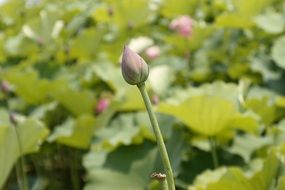 lotus bud flower plant bloom