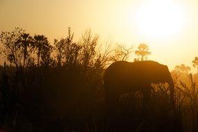 silhouette of an elephant at sunset