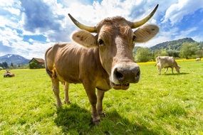 cow on pasture, germany, allgäu