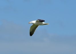 nice white seagull