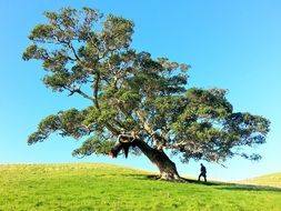 man under the huge tree in the wilderness