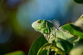 Wild green lizard