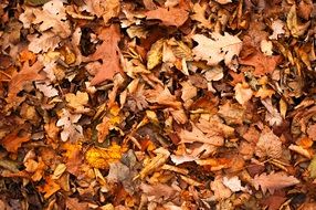 brown fallen leaves in the forest