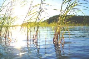 swamp grass in a lake in northern Finland