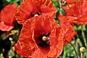 Wild poppy flower field