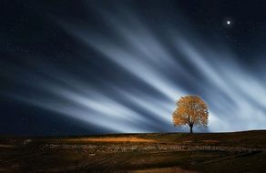 A lonely tree on the background of an amazing spectacular landscape
