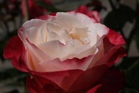impressive rose flower