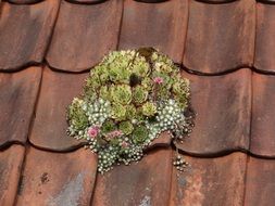 flowers succulents on roof tiles