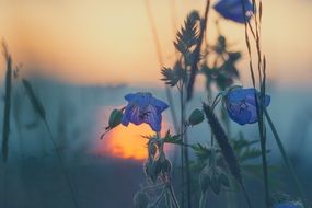 meadow flowers lit by sunset