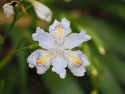 white flower plants iridaceae