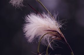 cotton fluff on the stem