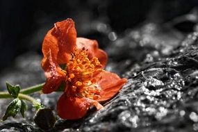 orange geum coccineum flower closeup