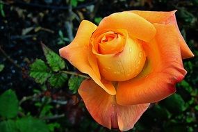 orange rose and kali dew on petals