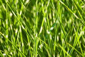 Green grass macro photo