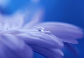 drop of water on a flower close up