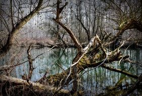 forest with old trees in slovakia