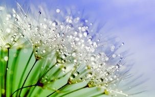 Macro photo of the white dandelions