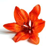 uncommon orange lilly