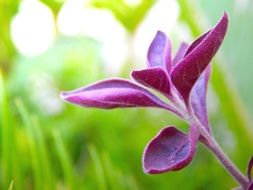 branch with purple leaves close-up on a blurred background