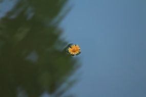 orange flower on the water surface