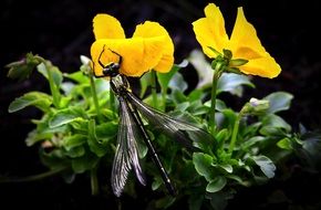 dragonfly with closed wings on pansy flower