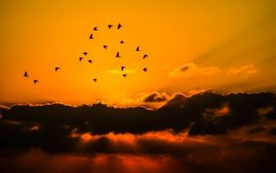 flock of birds on an orange sunset