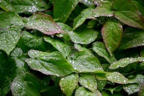 raindrops on a green plant close-up